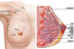 乳腺癌原因,揭秘风险因素与预防策略